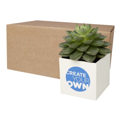 Hey Pots aluminium planted pot - cactus white | No Branding | not available | not available